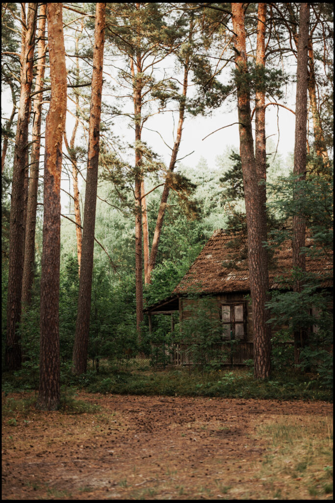 A rustic, weathered wooden cottage with a thatched-style roof, nestled deep within a tall, sparse pine forest in Urle.